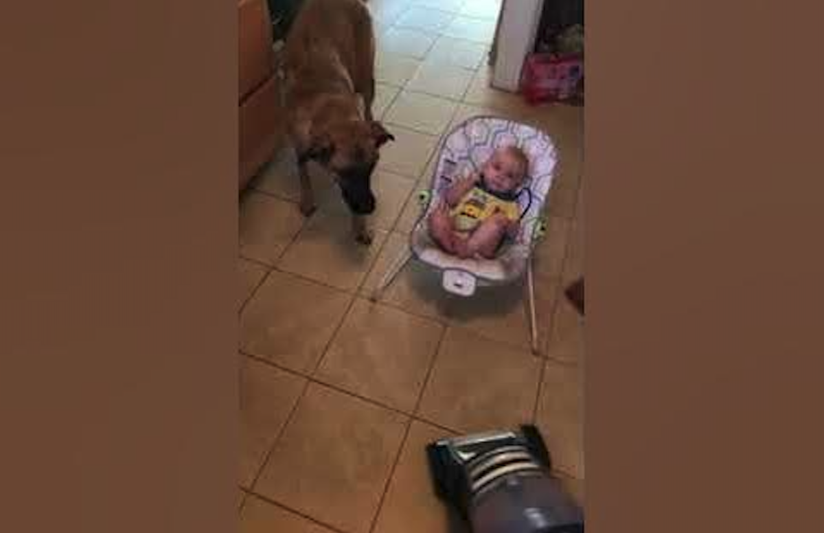 Watch this loyal dog protect baby (from a vacuum cleaner)