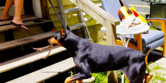 Doberman Chases Owner With Venomous Snake In His Mouth