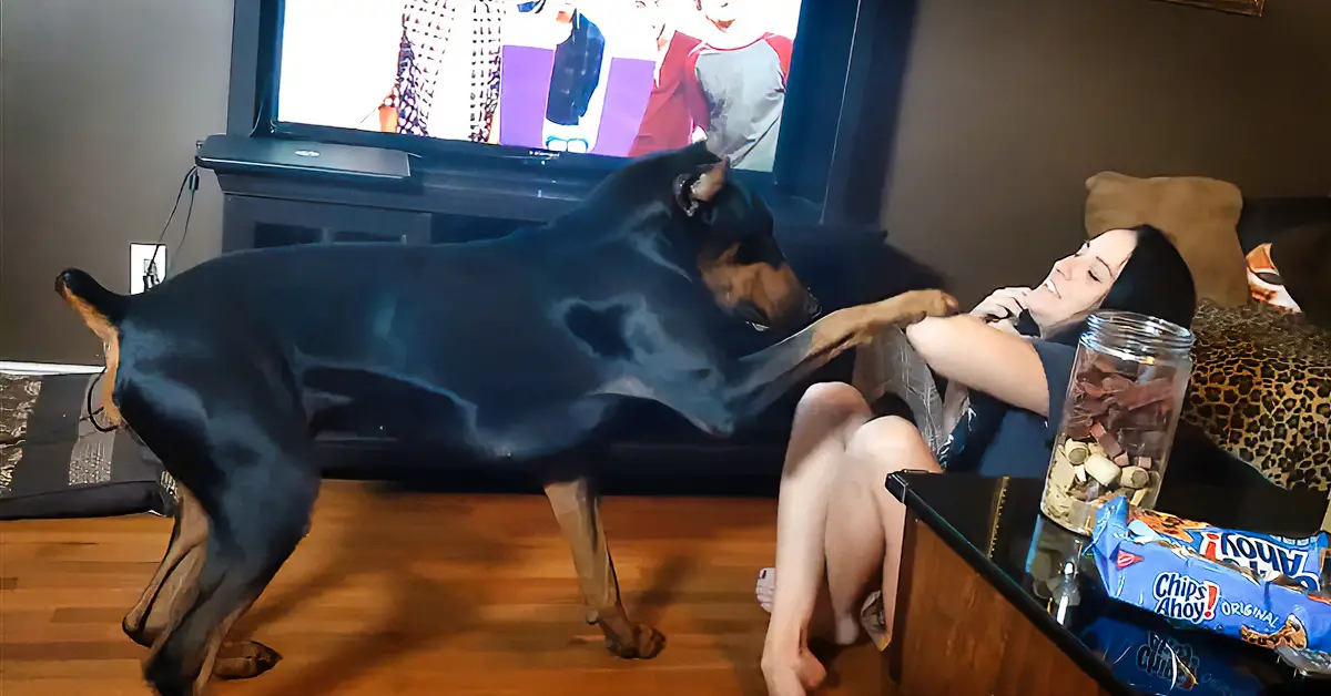 Doberman Humorously Struggles With New Dog Trick