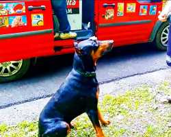 Doberman Excited For Ice Cream Truck Does Tricks For Popsicle