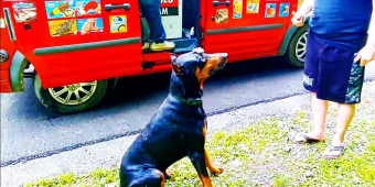 Doberman Excited For Ice Cream Truck Does Tricks For Popsicle