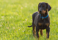 The Best Food for Doberman Puppies for Growth and Development