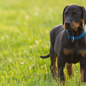 The Best Food for Doberman Puppies for Growth and Development