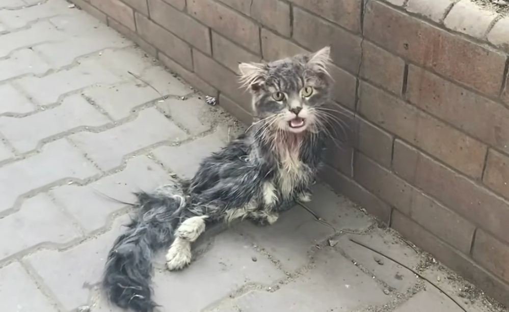 Thanks to Volunteers, This Paralyzed Cat Was Rescued from a Life on the Streets