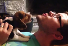 8-Week-Old Beagle Puppy Learns to Howl with Dad