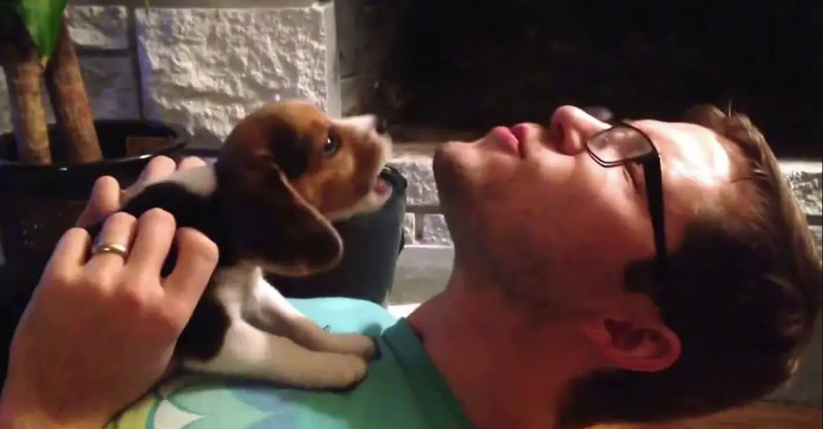 8-Week-Old Beagle Puppy Learns to Howl with Dad