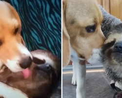 This Rescued Sloth Can’t Get Enough Of His Beagle Bestie’s Cuddles