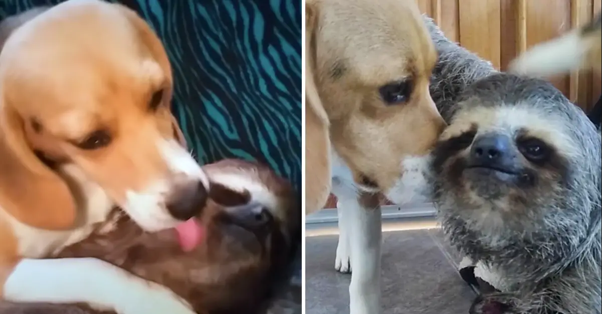 Rescued Sloth Becomes Best Friends With a Beagle