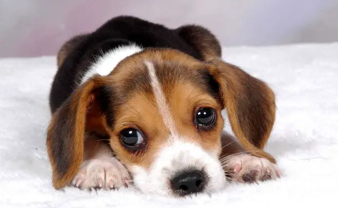 19 Beagles with Furr-tastic Beagle Facts