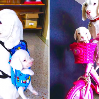Rare White Beagle Dog Dad Carries His Puppy