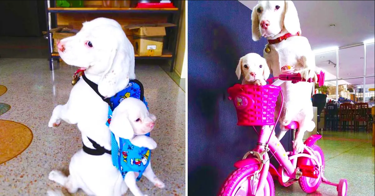 Rare White Beagle Dog Dad Carries His Puppy