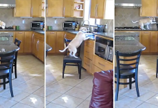 Clever Beagle Dog Steals a Chicken Dinner with Intricate Plan