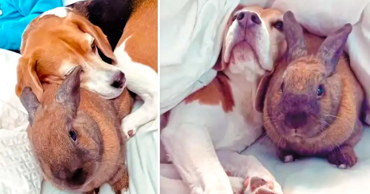 Adorable Dog And Bunny Are Best Friends