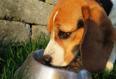 Best Dog Food For Beagles