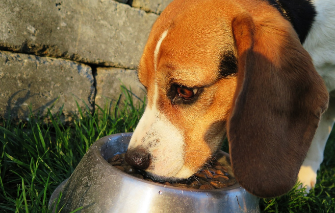 Best Dog Food For Beagles