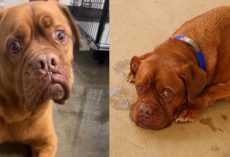 7-year-old dog heartbroken after owner surrenders him to shelter: Rescue says they’re “sick and tired”