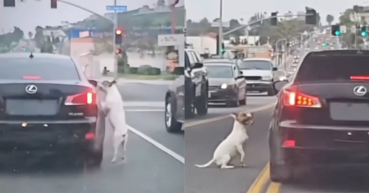 Dog runs after car that dumped him, not realizing he’s been abandoned