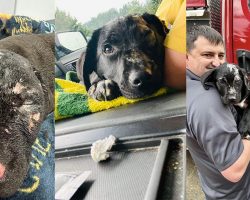 Puppy was badly burned after surviving house fire — soon gets a new home and a new job