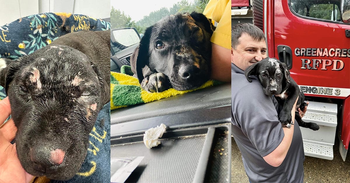 Puppy was badly burned after surviving house fire — soon gets a new home and a new job
