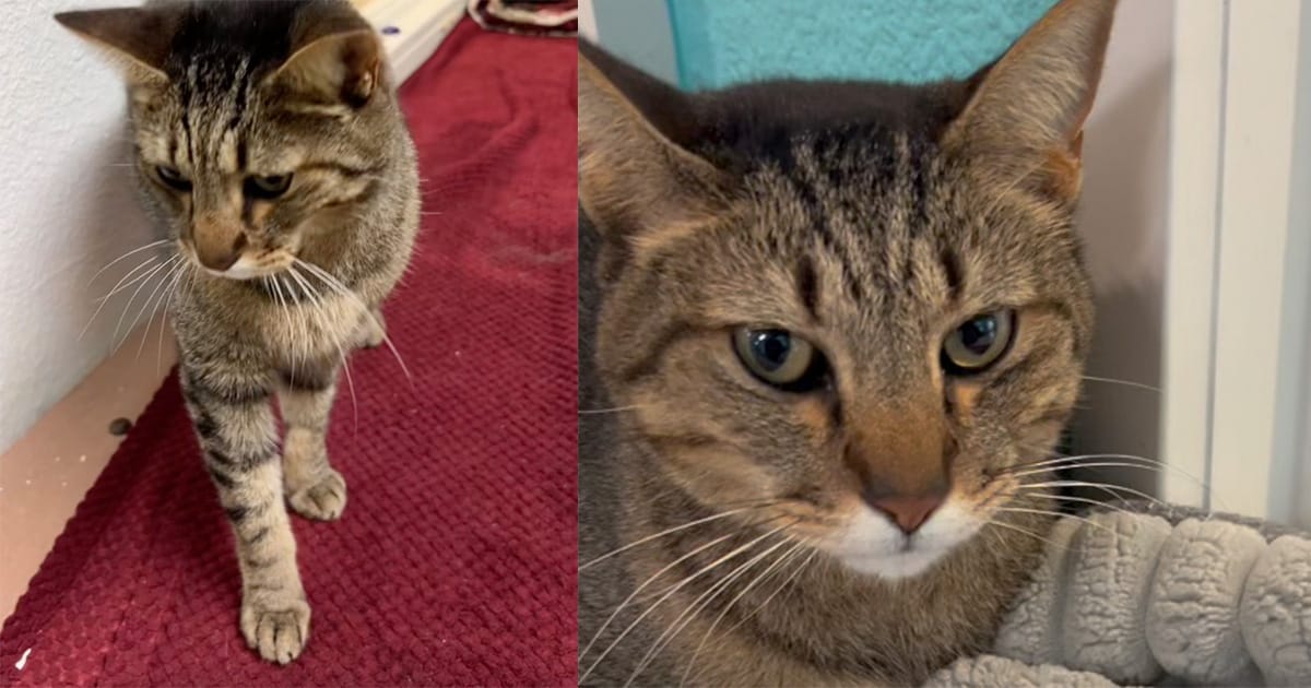 Senior cat heartbroken after being returned to the shelter 7 years after adoption — now looking for new home