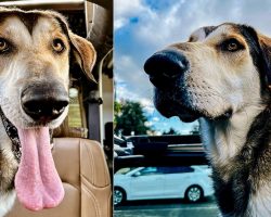Adopted dog returned to the shelter 30 minutes later for being “too big” — now looking for a new home