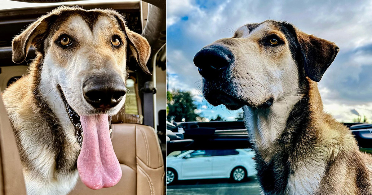 Adopted dog returned to the shelter 30 minutes later for being “too big” — now looking for a new home