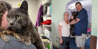 Family gets “miracle,” reunites with long-lost cat after five years apart