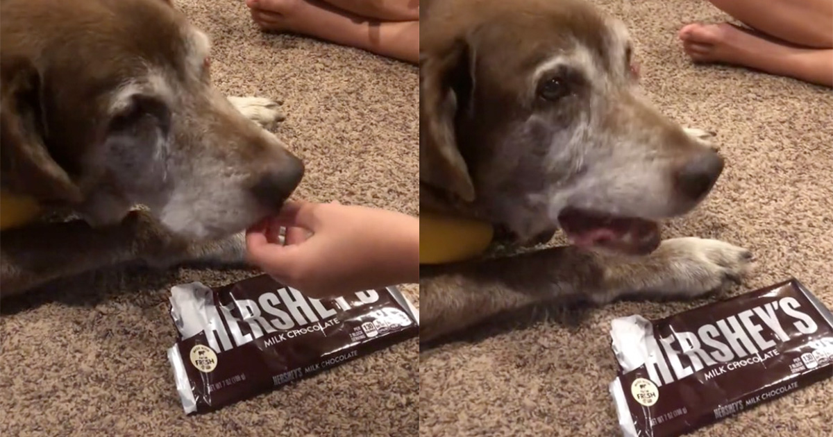 Family gives chocolate to their senior dog as a final treat: “No dog should go to Heaven not knowing how chocolate tastes”