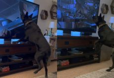 Dog has the best reaction watching a scary scene from “Jurassic Park” — watch the viral video