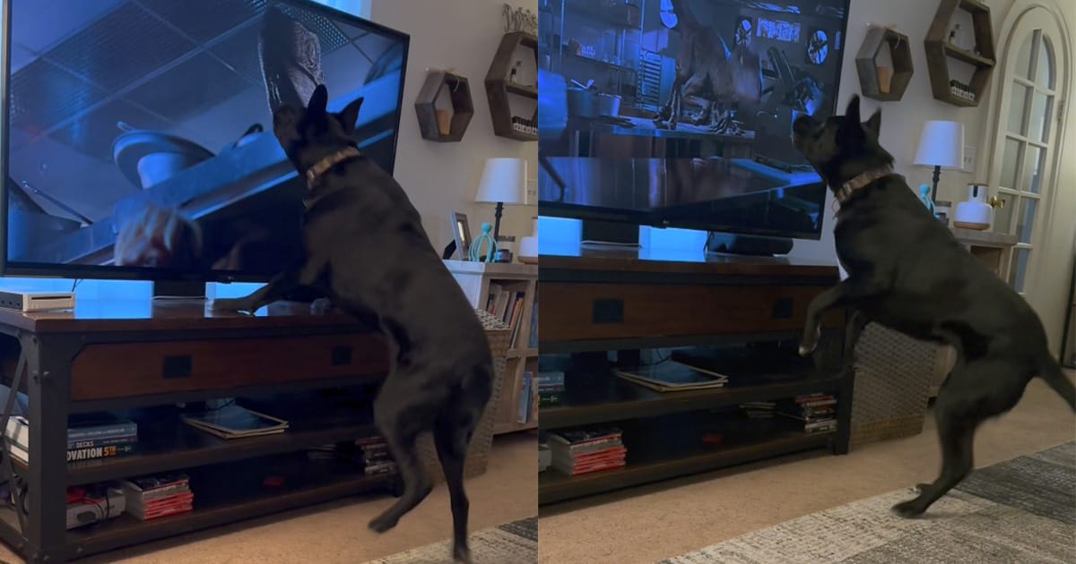 Dog has the best reaction watching a scary scene from “Jurassic Park” — watch the viral video