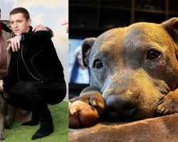 Tom Holland announces passing of his beloved dog Tessa: “Missing my lady”