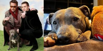 Tom Holland announces passing of his beloved dog Tessa: “Missing my lady”
