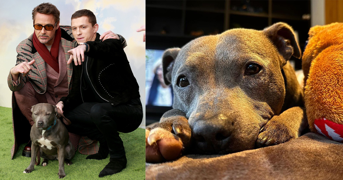 Tom Holland announces passing of his beloved dog Tessa: “Missing my lady”