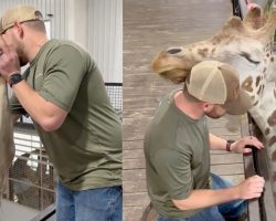 Chiropractor adjusts giraffe’s neck, gets thanked in the most adorable way