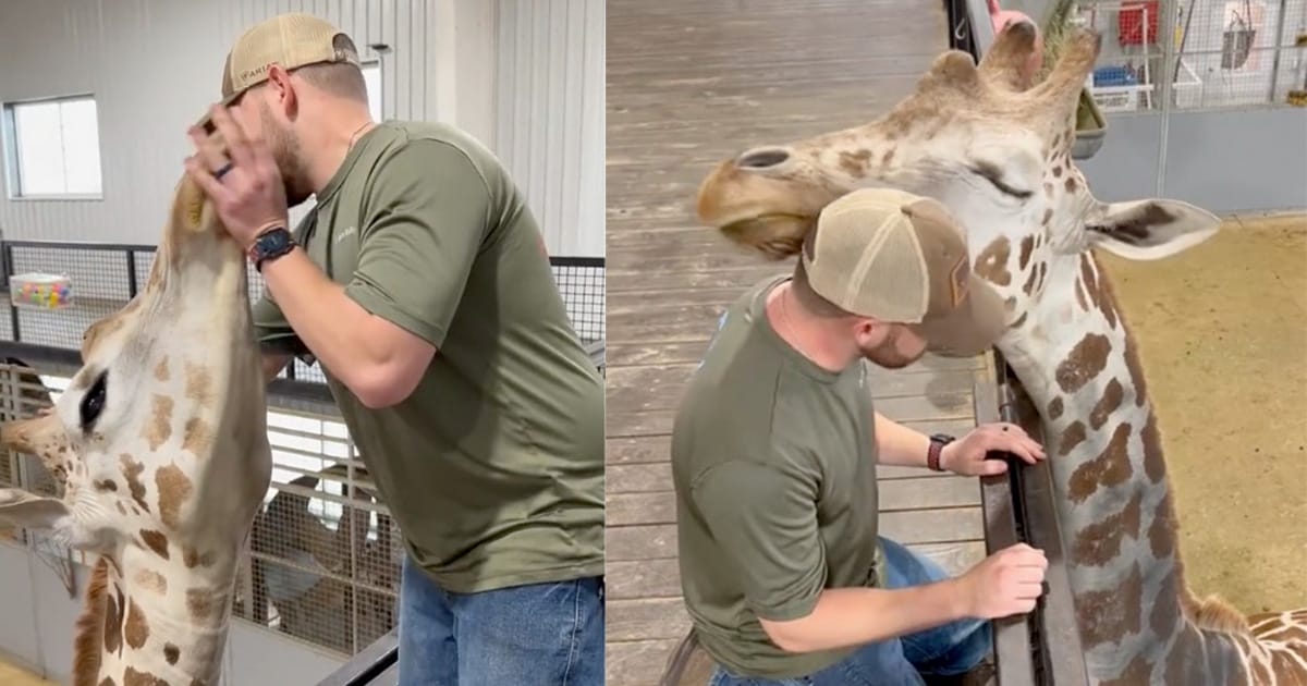 Chiropractor adjusts giraffe’s neck, gets thanked in the most adorable way