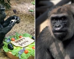 Helen, the second-oldest gorilla in the world, has died at 64 — rest in peace