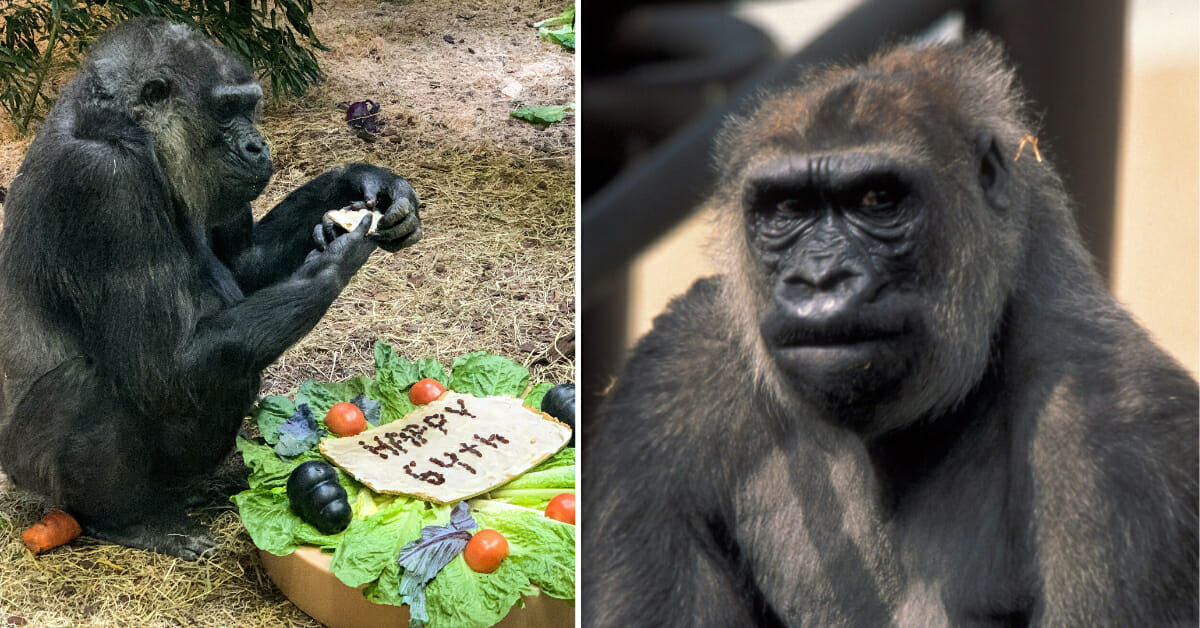Helen, the second-oldest gorilla in the world, has died at 64 — rest in peace