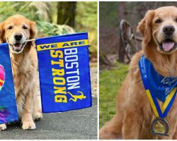 Spencer, iconic golden retriever mascot of Boston Marathon, has died — rest in peace