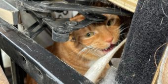 Cat reunites with family after being accidentally donated to thrift store while hiding in chair