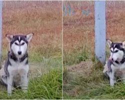 Dog Sat By A Road Sign With Hopeful Eyes Fixed On The Cars Going By