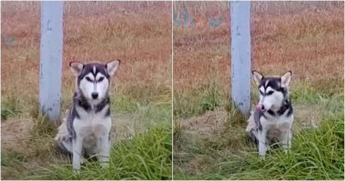 Dog Sat By A Road Sign With Hopeful Eyes Fixed On The Cars Going By