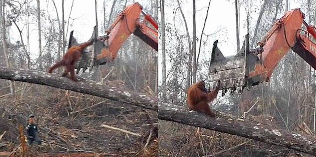 Endangered orangutan tries to fight off bulldozer as his home is destroyed