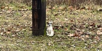 Abandoned dog was found tied up to tree, waiting to be rescued — rescue gives her a second chance