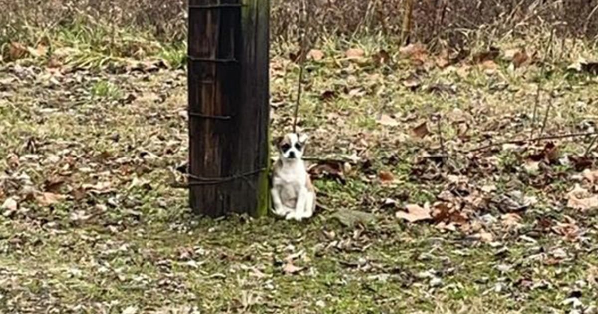 Abandoned dog was found tied up to tree, waiting to be rescued — rescue gives her a second chance