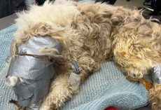 Dog found in dumpster wrapped up in duct tape: “I have never seen anything like it”