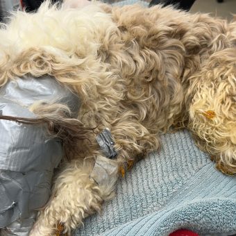 Dog found in dumpster wrapped up in duct tape: “I have never seen anything like it”