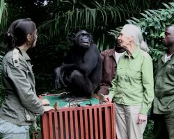 Dame Jane Goodall releases rehabilitated chimp to island sanctuary — chimp’s reaction stuns everyone