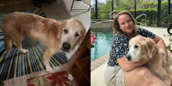 Woman was on waitlist to adopt a puppy — but senior golden retriever wins her heart