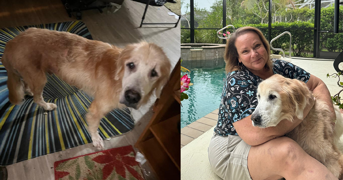 Woman was on waitlist to adopt a puppy — but senior golden retriever wins her heart