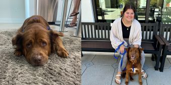 Woman fell in love with shelter dog, but was too busy to adopt — comes back months later and sees her friend still waiting for her